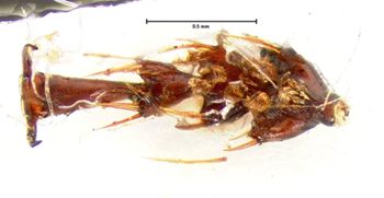 Media type: image;   Entomology 5604 Aspect: front tibia